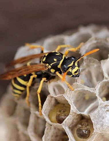 Wasp Removal Sydney 