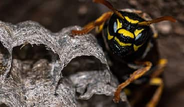 Image of wasp removal company Adelaide