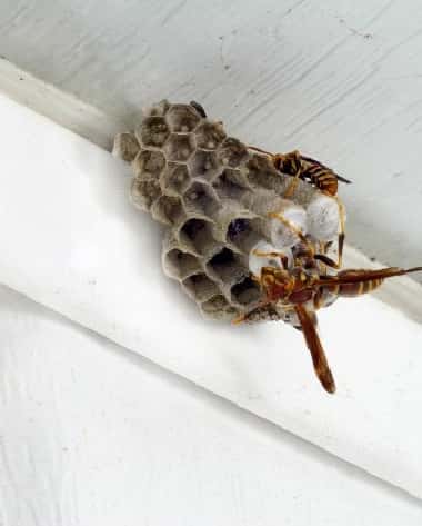 wasps diys service
