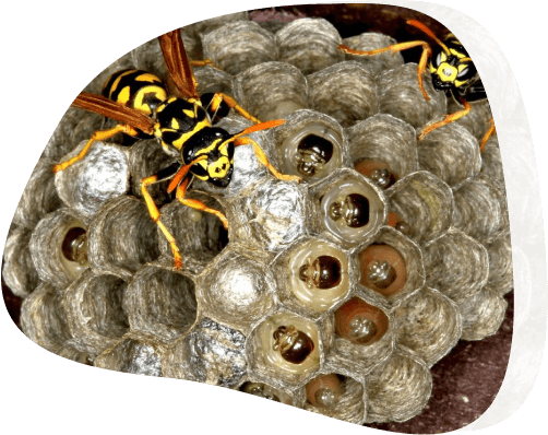 Wasp Removal Melbourne | 0488 851 508 | #1 Wasp Nest Removal