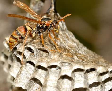 Australian Native Wasps