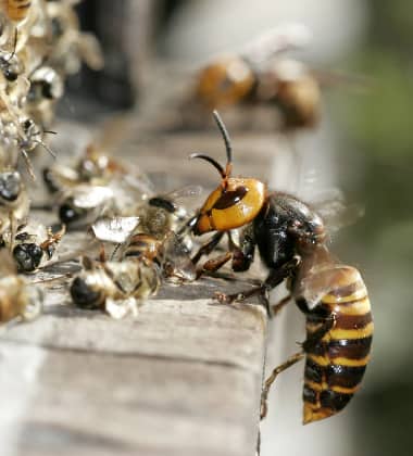 Bees And Wasps Dangerous