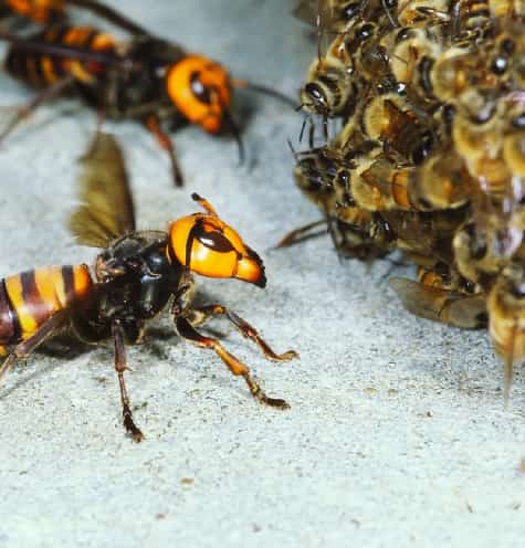 Bees And Wasps Threatening