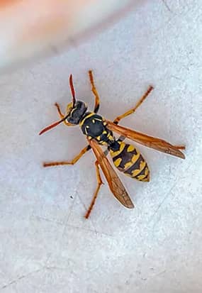 Wasp In Brisbane