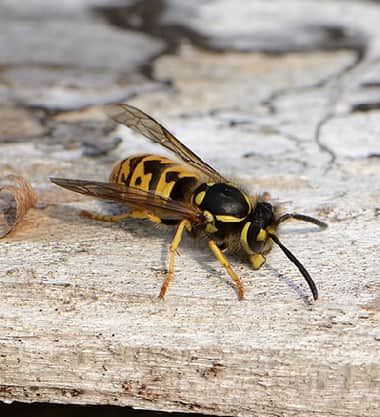 Wasp Removal From Buildings And Trees Professionally