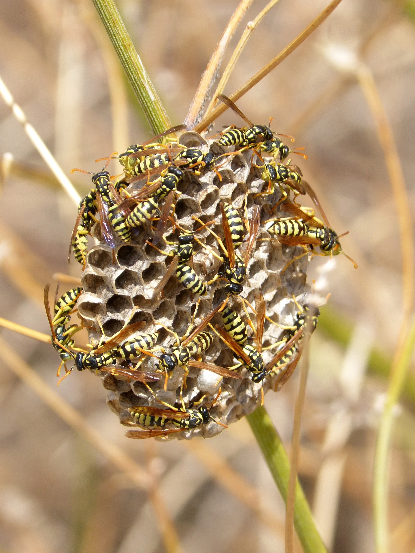 Wasp Removal Sydney Wasp Inspections & Treatment Services