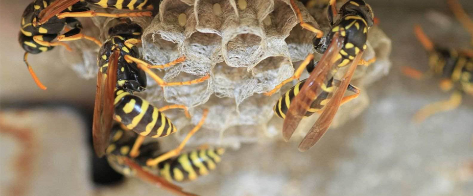 Our Treatments For Wasp Removal 