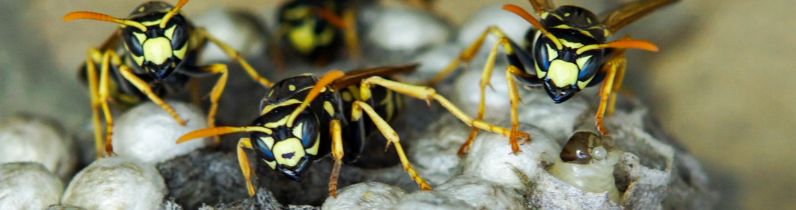 Professional Hands For Wasp Removal